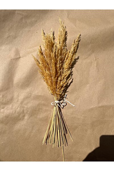 NİLİZM ART Pampas otu Kuru çiçek pampas Dekoratif çiçek