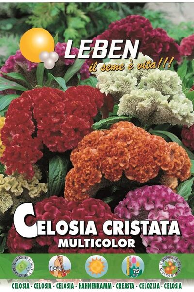 Leben Celosia (Celosia Cristata Multicolor) Premium Quality Seeds Made in Italy