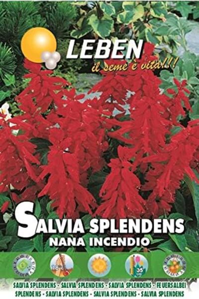 Leben Salvia Splendens (Salvia Splendens Nana Incendio) Premium Quality Seeds Made in Italy