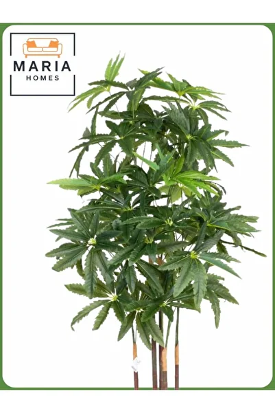 MARIA HOMES Artificial Aralia Tree 175 cm – 5 Branches in Beige Plastic Pot