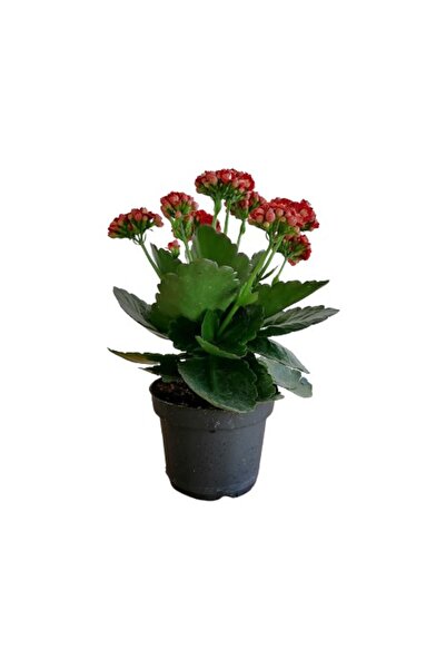 Mimoza Kalanchoe Kalanşo Çiçeği Fidanı (Kırmızı Çiçekli) 10-20 cm