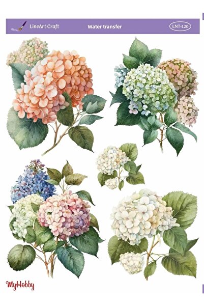 MyHobby Lnt120 25X35Cm Water Transfer