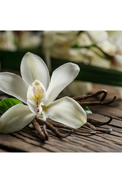 CandleLab French Vanilla Esansı 20 ml - IFRA sertifikalı