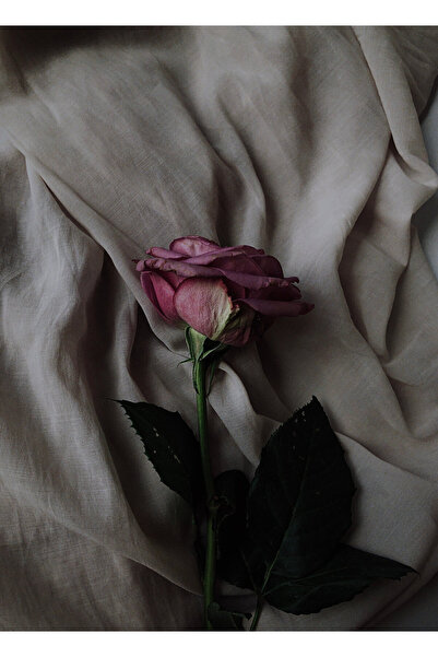 CandleLab Rose Patchouli Esansı 20 ml - Premium Collection - IFRA sertifikalı