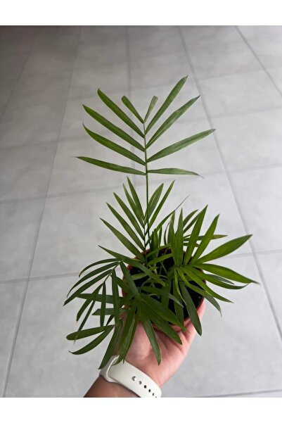 Ağaoğlu Salon Palmiyesi Areka palmiyesi– Hava Temizleyici İç Mekân Bitkisi ma...