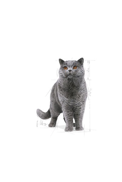 Royal Canin British Shorthair 400 Gr x 2 Adet