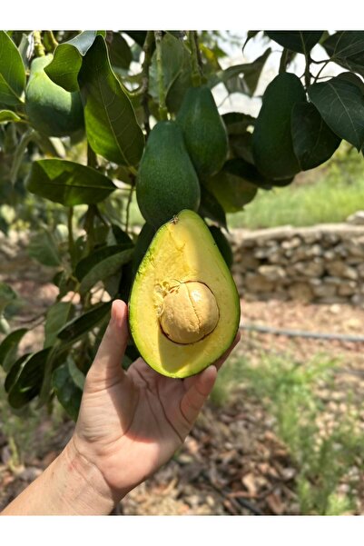 DORUK TROPIKAL AVOKADO 3 KG MUZ - 2 KG