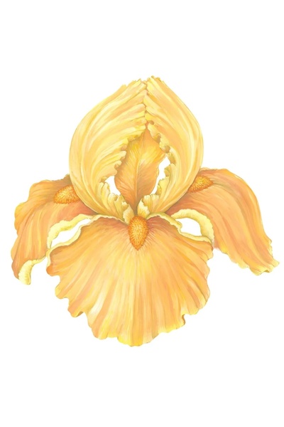 Hester & Cook Set de 12 foi de masă cu tăietură în formă de iris