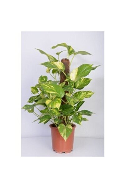 Nura Botanik Potos Salon Ev Sarmaşığı Patos Çiçeği Epipremnum 60-70 Cm