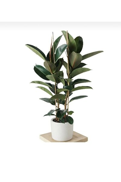 serada decor & plant Kauçuk Çiçeği Tek Gövde 80-90 Cm Ficus Elastica Özel Kutulu