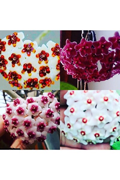 Gardenbox Hoya 4'lü Özel Set 20-40cm Kokulu Mum Çiçeği Bitkisi Farklı Saksıda...