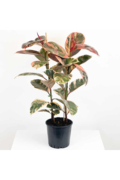 Bitkim Sende Kauçuk Çiçeği Tekli Pembe Alacalı 80-100cm. Ev Salon Ofis Çiçeği