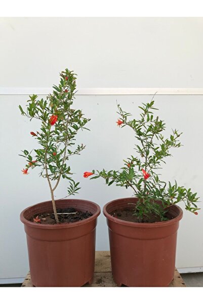 Nura Botanik Süs Narı Fidanı Saksılı (5,5 LİTRE) Ev , Ofis Için Bonsai Cüce Süs Nar Fidanı