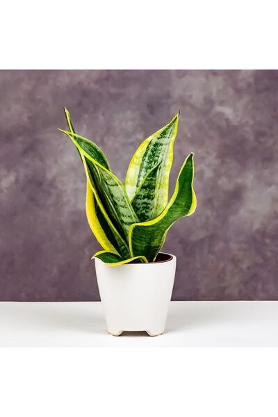 Byaysima Sansevieria - Paşa Kılıcı - Peygamber Kılıcı Bitkisi 20-30 Cm
