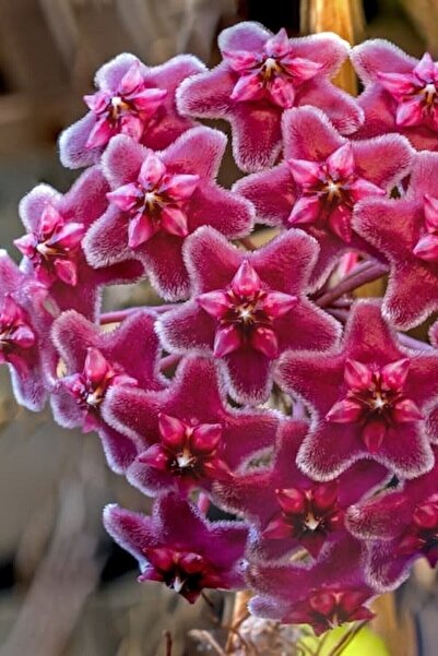 Nura Botanik Hoya Mum Çiçeği Özel Kırmızı 10-15 Cm