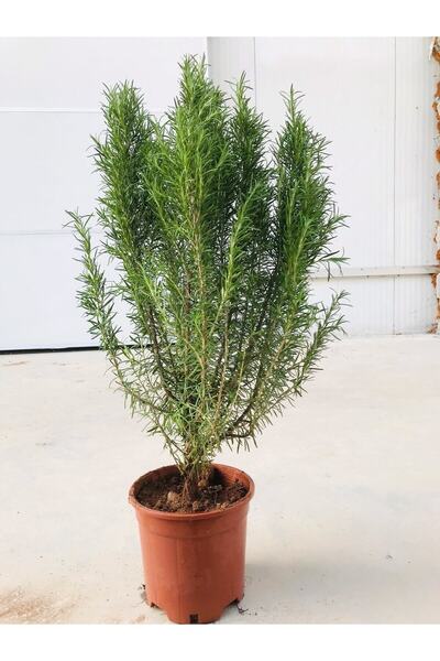 Bitkim Sende Biberiye Fidanı Büyük Boy (kuş Dili) Saksılı (5.5 Litre) Biberiy...