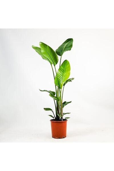 Bitkim Sende Starliçe - Beyaz Cennet Kuşu - Bol Dallı (strelitzia) 80-120