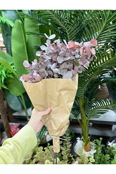 KOZALILAR Şoklanmış Lüks Okaliptüs