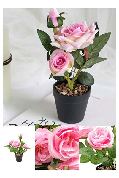 Generic مركن من الورود الوردية الجميلة بتصميم يضيف لمسة جمالية أنيقة لأي مساحة داخلية