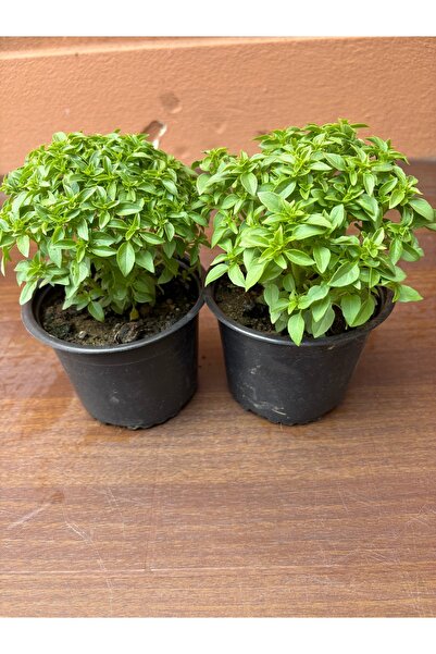 Nura Botanik Saksıda 2 Adet Top Fesleğen 13cm saksı