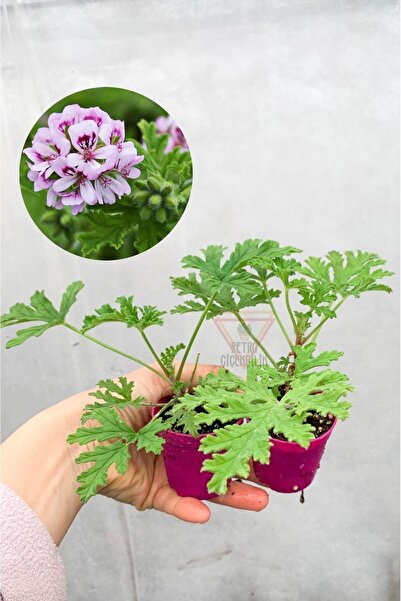 Bitkim Sende Itır Sardunya Çiçeği Fidesi Gül / Limon Kokulu Sineksavar