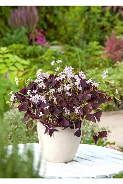 Nura Botanik Askılı Saksıda Süs Yoncası Uyku Çiçeği