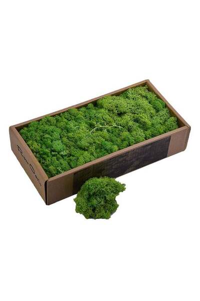 Yatai Natural Preserved Dried Moss Grass Green