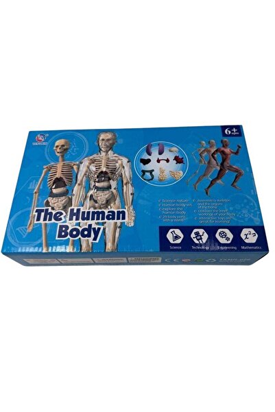 Generic مجموعة تعليمية صغيرة لتشريح جسم الإنسان، هيكل عظمي بشري كامل، مجموعة ...