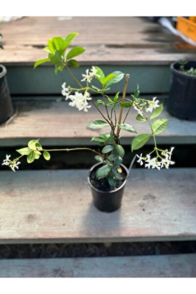 serada decor & plant Arap Yasemin Fidanı Yoğun Kokulu Saksılı