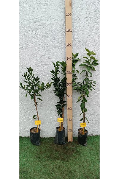 Gardenbox Üçlü Narenciye (turunçgiller) Paketi Mandalina-limon-portakal