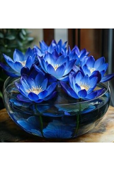 prestijiseed 5 Adet Nadir Mavi Uzak Doğu Kase Lotus Çiçeği Tohumu Mavi Lotus ...