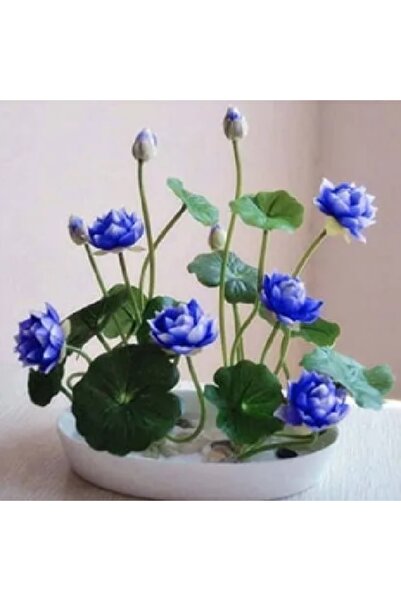 prestijiseed 3 Adet Nadir Mavi Uzak Doğu Kase Lotus Çiçeği Tohumu Mavi Lotus Tohumu