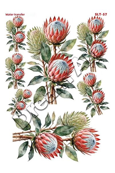 Buhobi كروكوس نقل مائي خفيف SLT057 25x35 سم