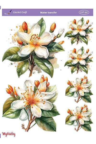 LİNEART LNT367 موديل 25x35 سم نقل مائي خطي