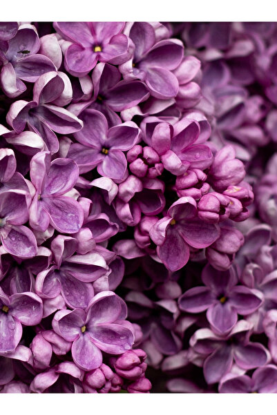 CandleLab Romantic Lilac Esansı 20 ml - IFRA sertifikalı