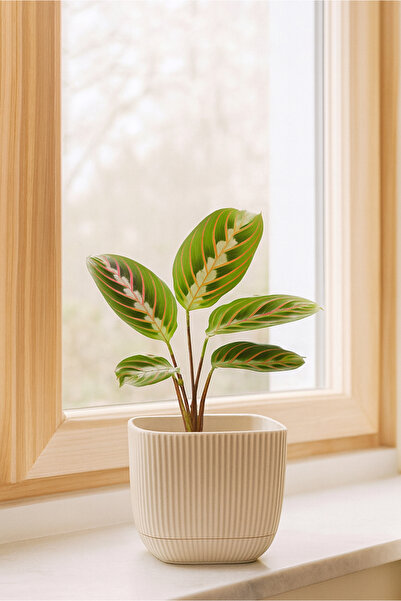 HOMİNG Mini Kare Krem Saksı 242200