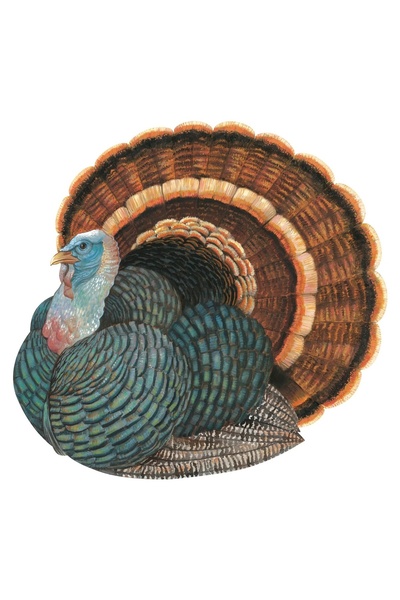 Hester & Cook Set de 12 foi de masă din hârtie cu model turcesc - 12 foi