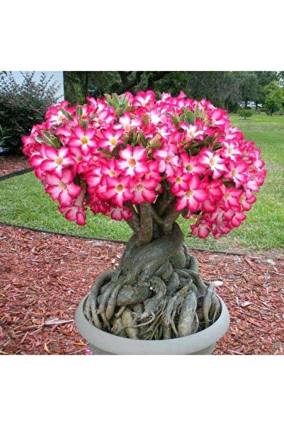 Gardenbox 5.5 luk Saksıda Adenium Çöl Gülü Çiçeği Fidanı