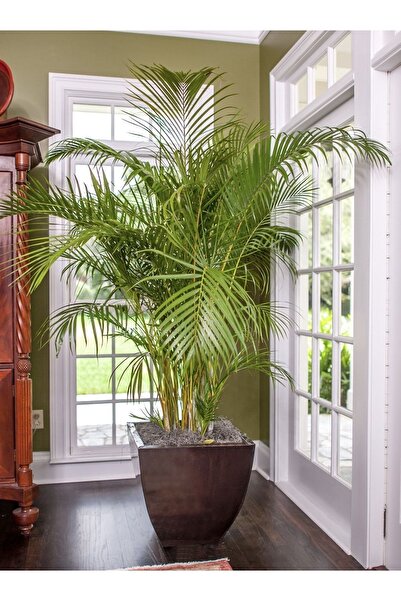 Nura Botanik Areka Palmiyesi - Areca Palm 80-150 Cm