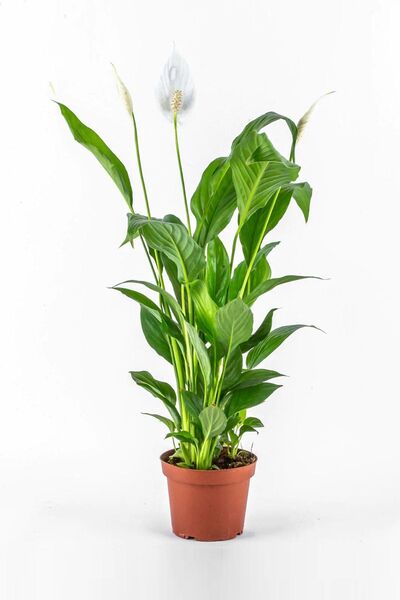 Gardenbox Spatifilyum Barış Çiçeği Spathiphyllum Bellini Beyaz Çiçekli Salon Bitkisi
