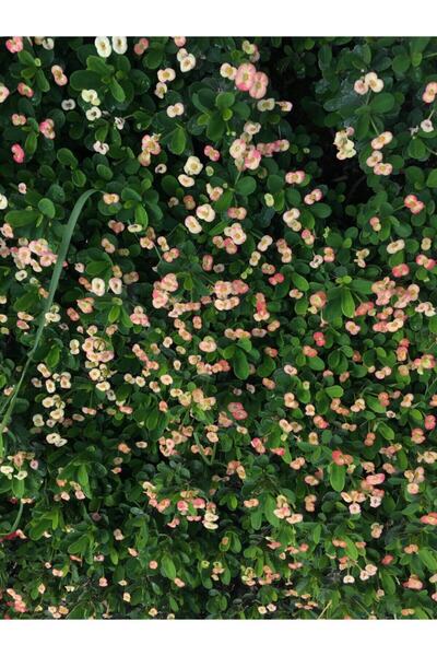 serada decor & plant Dikenler Tacı Küçük Çiçekli Ithal Hollanda Milli (EBRULİ)