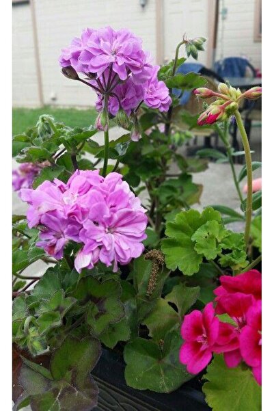 Nura Botanik Lila Sardunya Çiçeği 10-20 Cm Potted Lilac Geranium Flower