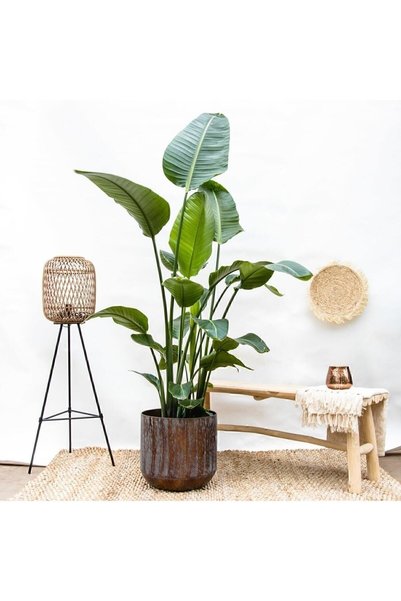 Bitkim Sende Strelitzia Starliçe 80-100Cm Tek Köklü