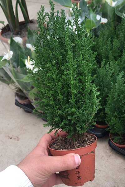 Nura Botanik Mini Ev Çamı Salon Çamı Elwoodii Chamaecyparis