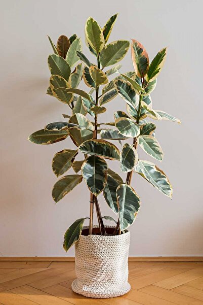 Bitkim Sende Kauçuk Çiçeği Alaca Renkli 75-80cm. Ev Ofis Salon Bitkisi