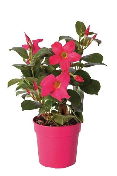 serada decor & plant Pembe Mandavilla Dipledenya Salon Bitkisi Hollandadan It...