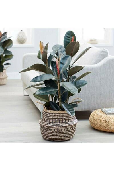 serada decor & plant Kauçuk Çiçeği 2'li 80cm. Salon Ev Ofis Çiçeği Iki Gövdeli