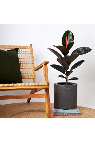 Gardenbox Tek Gövdeli Siyah Kauçuk Bitkisi Ficus Elastica Çiçeği 60-70 cm