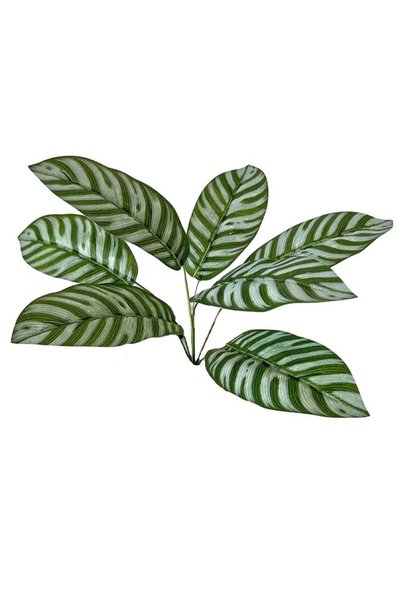 Generic Pack Of 2 Striking Zebra Leaf Green