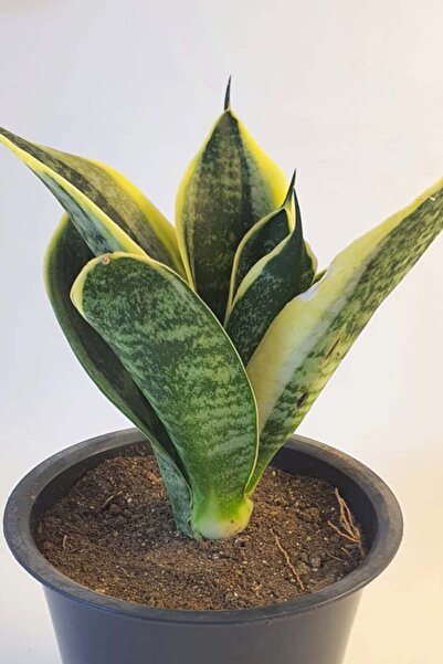 Paşa Kılıcı Sansevieria Verigate Bodur Bitki - Saksı Çap:11cm|Yükseklik:10cm